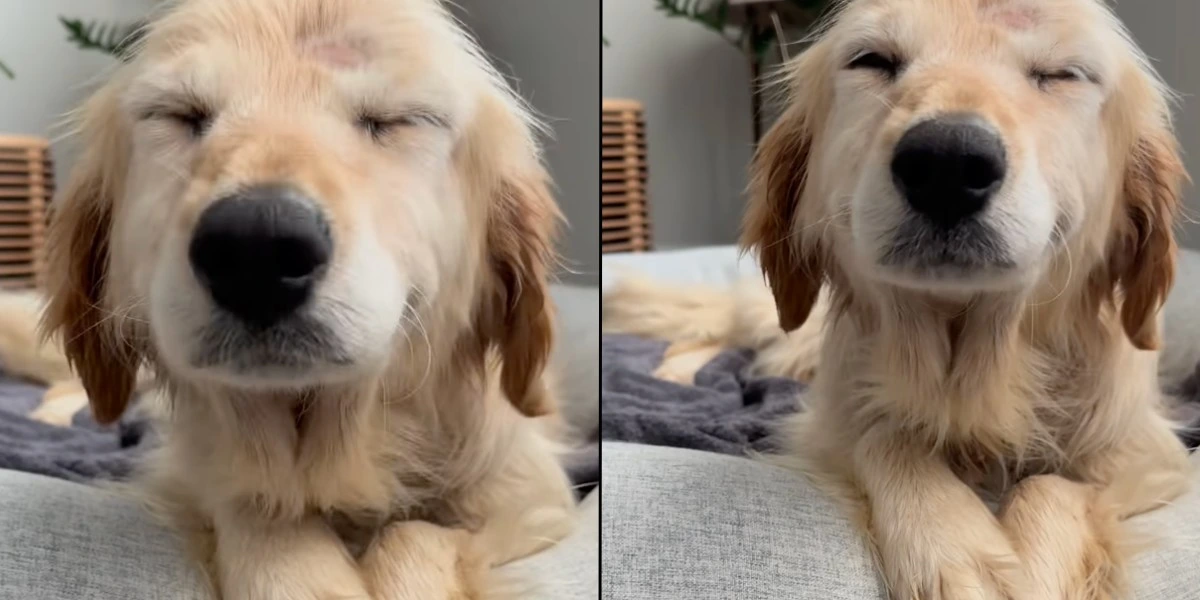 Udstråler ren glæde: Ældre hund viser taknemmeligt smil første dag hjemme fra internatet