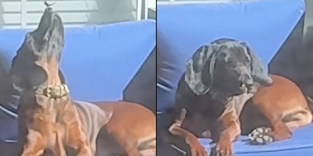 Kvinde tror, at hun filmer hund der solbader: Hun kan ikke tro, hvad hun fanger på kamera