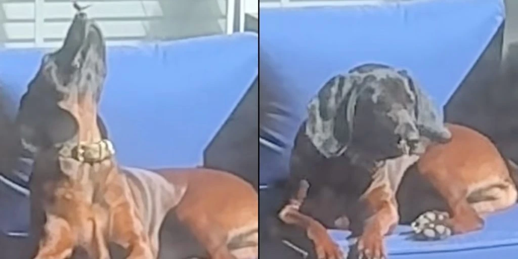 Kvinde tror, at hun filmer hund der solbader: Hun kan ikke tro, hvad hun fanger på kamera