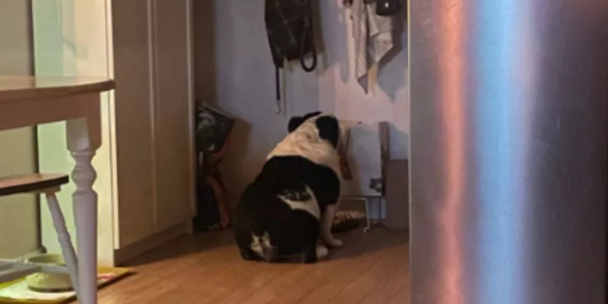 Hund sætter sig i hjørne og stirrer på væg hver aften: Folk griner, når de hører årsagen