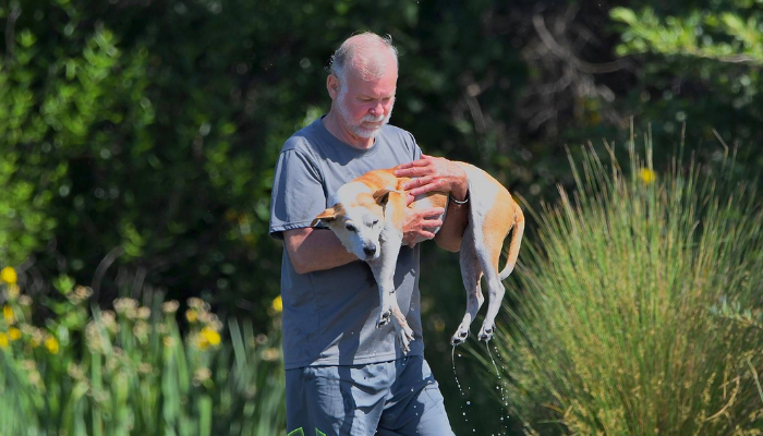 Hunden kan ikke bruge bagbenene: Nu går billederne af ejerens løsning viralt