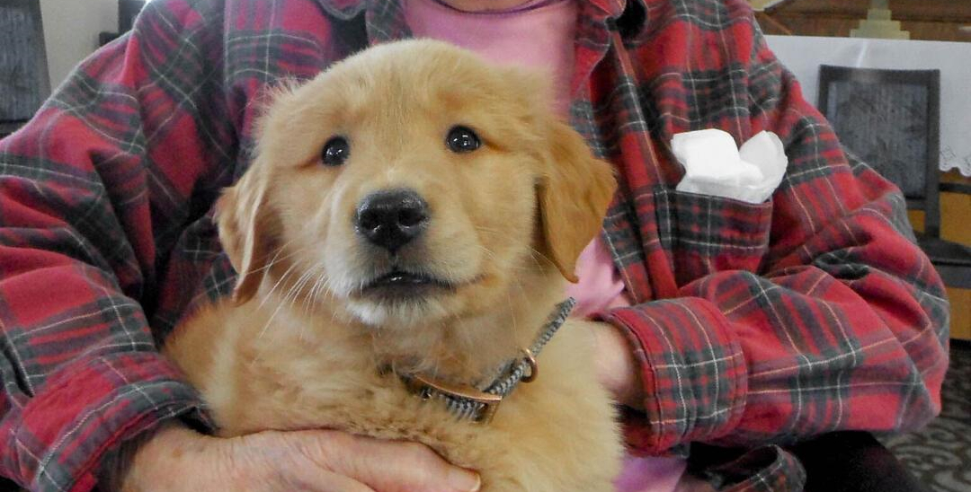 Plejehjemspersonale sætter ind: Fluffy beboer redder ældre mod ensomhed