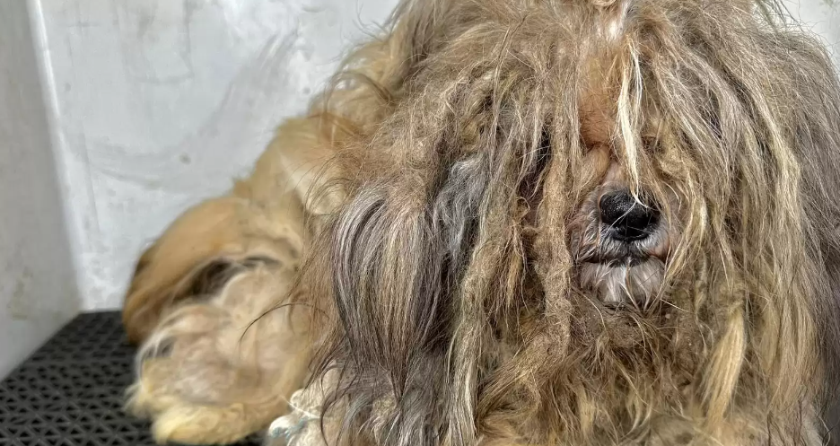 Hund med løve-lignende manke har tabt 2 kilo pels: I dag er den uigenkendelig