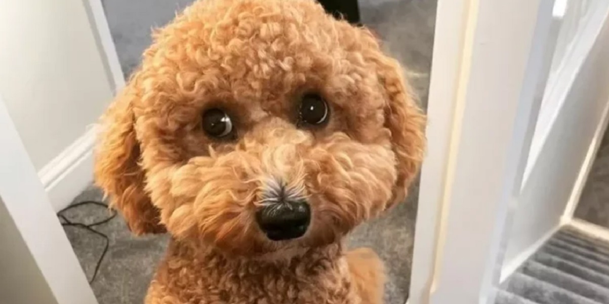 Forsvundet hund var på 160 kilometer lang tur: Nu er den genforenet med sin ejer