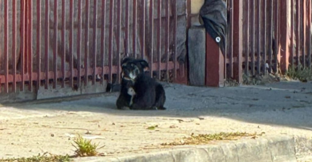 Hund venter flere uger på sin familie: Så sker der noget utroligt