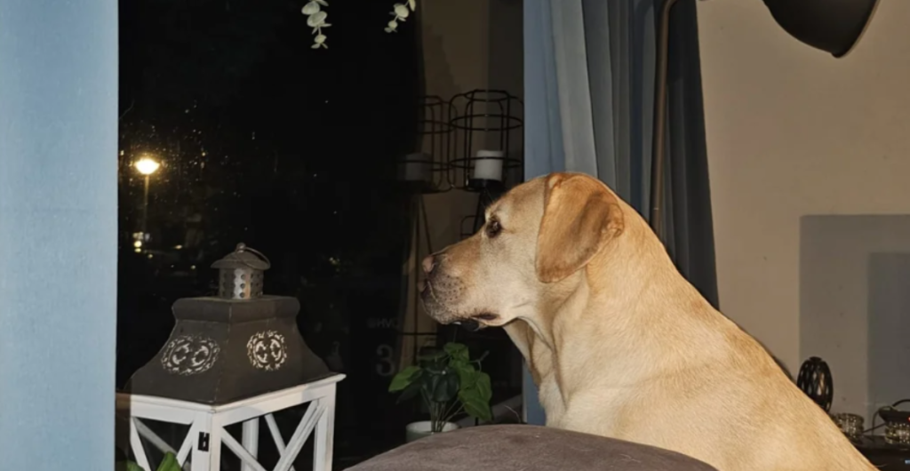 Den ene hund på billedet er nem at spotte: Kun de skarpeste øjne kan finde den anden