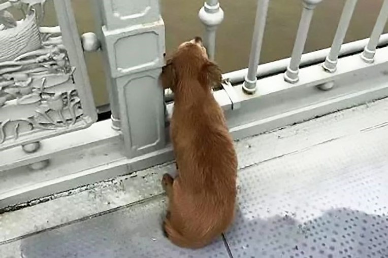 Hund går viralt: Venter på ejer efter selvmord