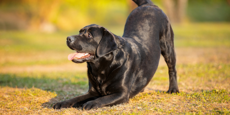 Ekspert afliver udbredt hundemyte: Det passer ikke