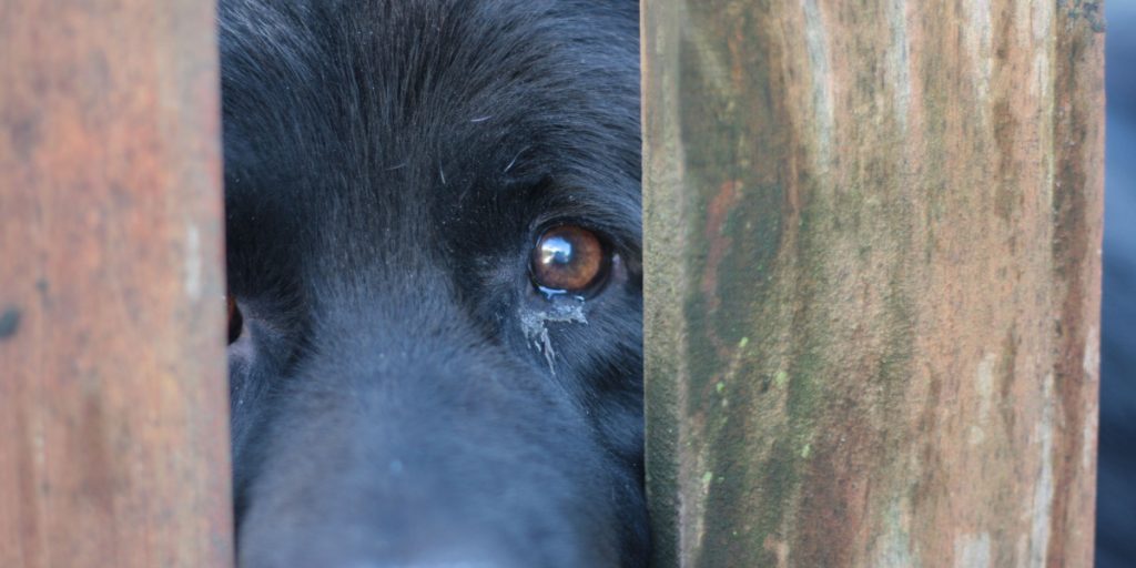 Dyreværnet vinder banebrydende mishandlingssag: Nu får ejeren fængselsstraf