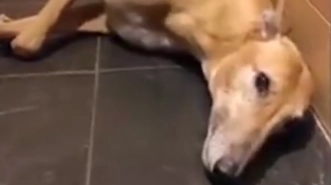 Hund har angst for fyrværkeri: Nu er den hjerteskærende video gået viralt