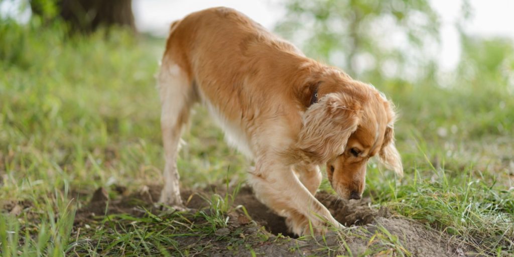 Hunden Baby leger ude i haven: Hvad den finder og afleverer til ejeren, fører til massiv evakuering