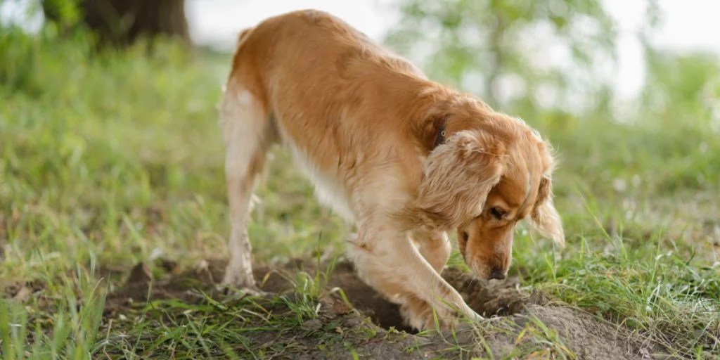 Hunden Baby leger ude i haven: Hvad den finder og afleverer til ejeren, fører til massiv evakuering
