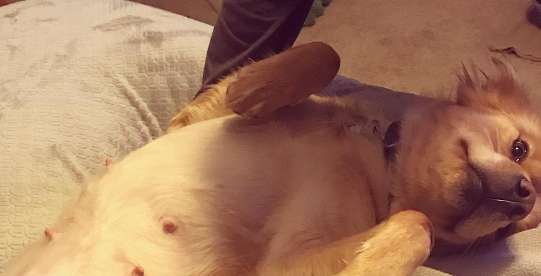Redder højgravid hund: Får sit livs overraskelse, da hvalpene kommer til verden