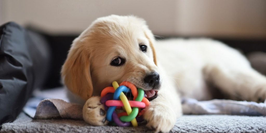 6 måder at underholde din kat eller hund, når de er alene hjemme
