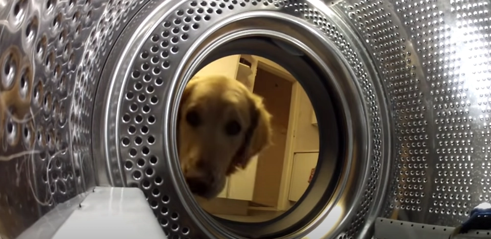 Hund kigger ind i vaskemaskinen: Se så hvad den gør, når den får hele internettet til at grine