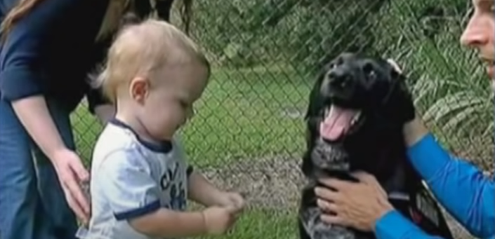Familiens hund kunne ikke lide babysitteren: Da forældrene finder ud af hvorfor, ringer de til politiet
