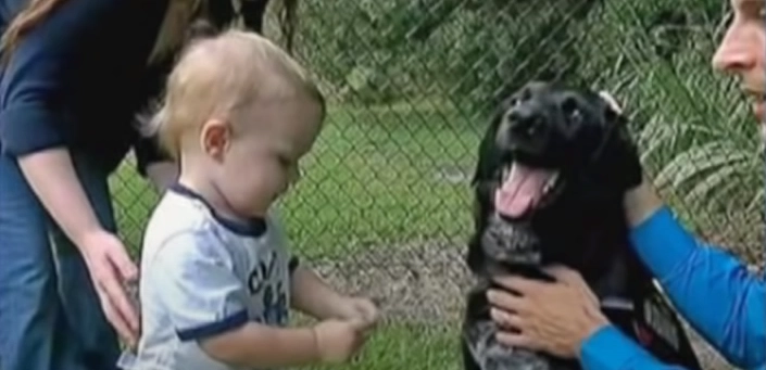 Familiens hund kunne ikke lide babysitteren: Da forældrene finder ud af hvorfor, ringer de til politiet