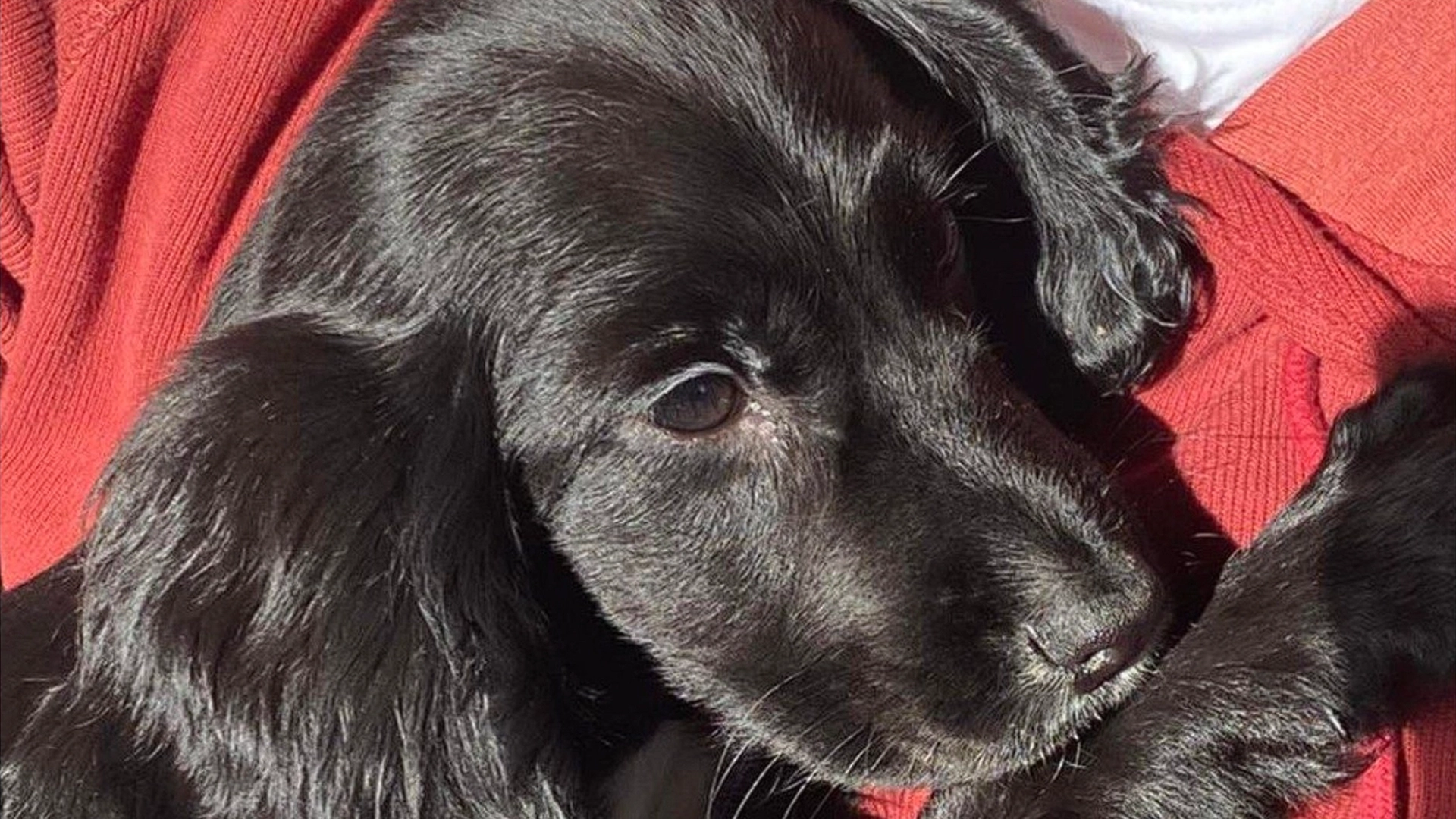 Hundehvalpen Ariel har et yderst mærkværdigt udseende – og derfor blev hun efterladt på en parkeringsplads