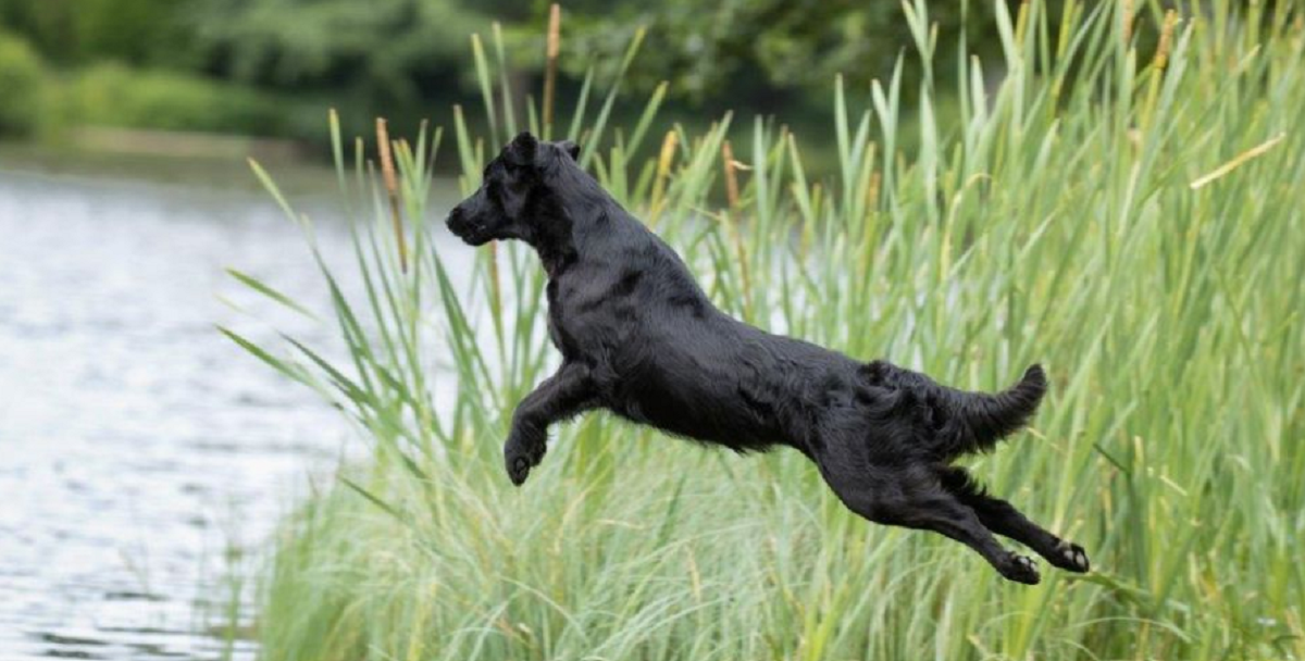 Advarer hundeejere: Denne sommeraktivitet kan slå din hund ihjel