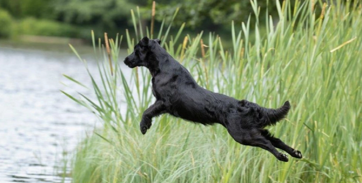 Advarer hundeejere: Denne sommeraktivitet kan slå din hund ihjel