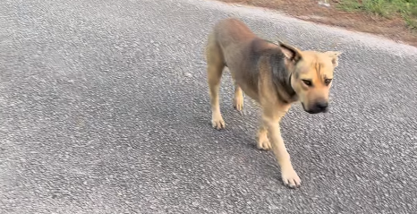 Kvinde filmer en hjemløs hund i vejkanten: Hvad hunden så gør, får internettet til at smelte