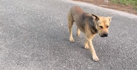 Kvinde filmer en hjemløs hund i vejkanten: Hvad hunden så gør, får internettet til at smelte