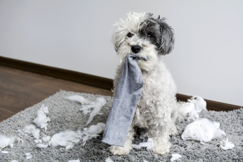 Sådan opdrager du hunden: 14 dårlige vaner og hvordan du retter op på dem