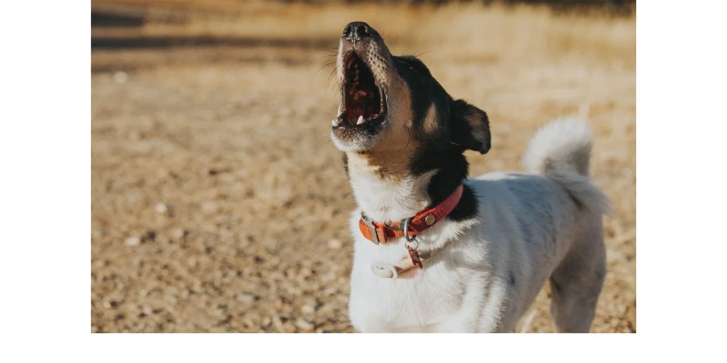 Der er en god grund til, at din hund gør af nogle mennesker – og ikke af andre