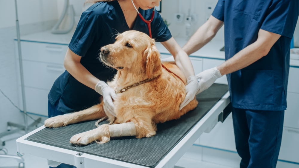 Her er de 27 hunde som sparer dig flest penge hos dyrlægen