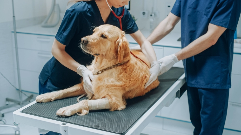 Her er de 27 hunde som sparer dig flest penge hos dyrlægen