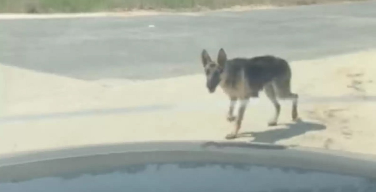 Kvinde redder efterladt hund: Da hun vaskede den, fik hun et kæmpe chok