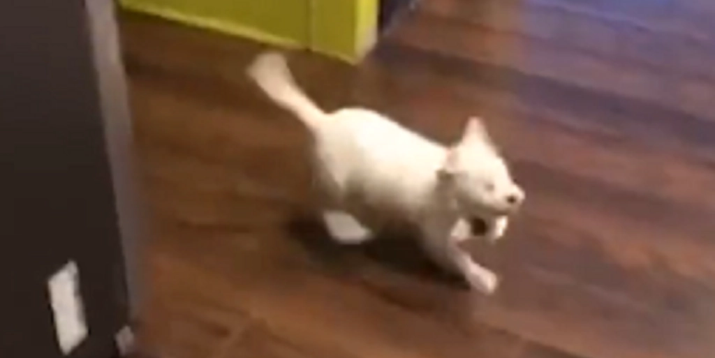 Samanthas video smelter hjerter: Se hendes blinde hundehvalp jagte hendes stemme