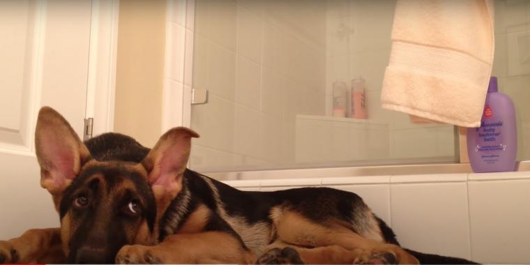 Manden går i bad: Hvad han gør under bruseren, gør hunden helt vild