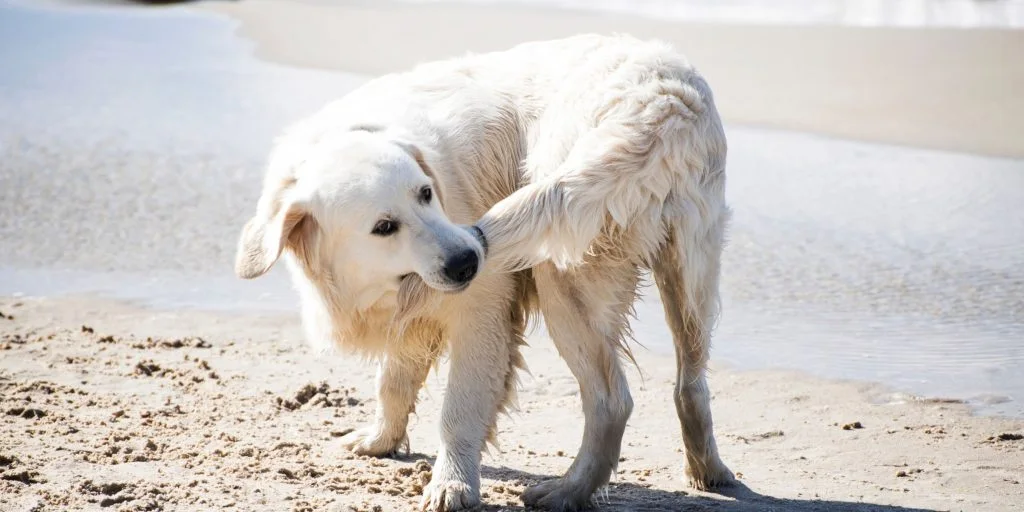 Mange har undret sig: Derfor jagter hunde deres hale