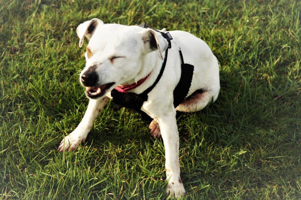 Hunde mishandles med dette apparat: Nu skal det stoppes!