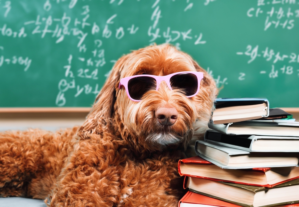 Er du lidt af en hundeekspert? Test dig selv med denne hundequiz