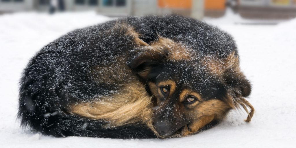 Dyrenes Beskyttelse med advarsel til dyreejere: Dette skal du passe på i kulden
