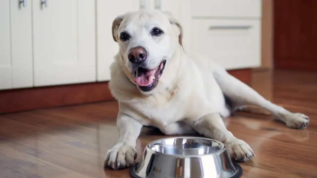 Vidste du det? Hunde kan kun se disse tre farver