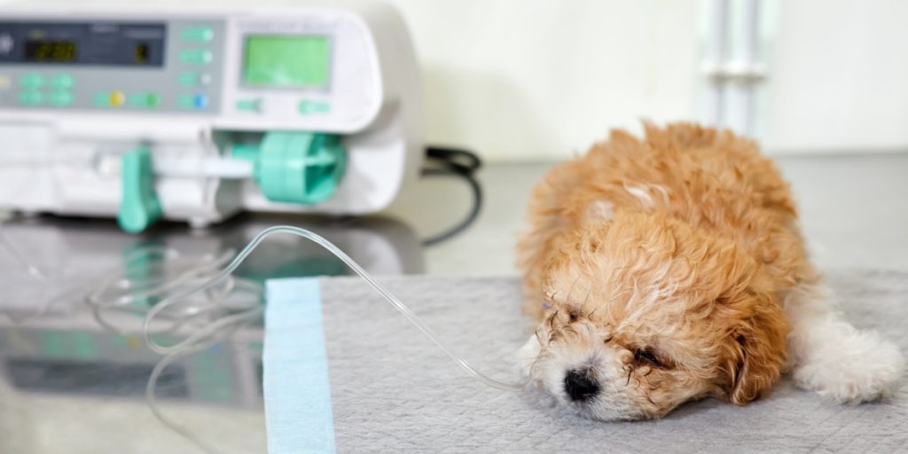 Fra smertefulde hævelser, til hjerteanfald: Derfor er din hund truet i disse dage