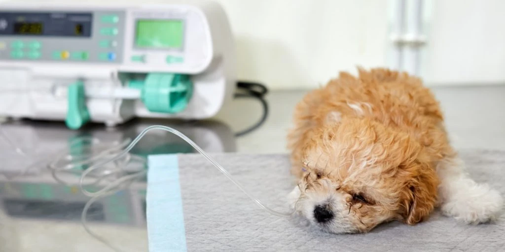Fra smertefulde hævelser, til hjerteanfald: Derfor er din hund truet i disse dage