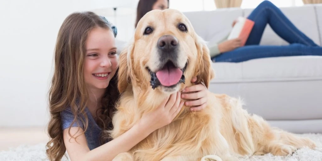 Hundeeksperter deler deres erfaring: Her er de 3 hyggeligste hunde at have i hjemmet