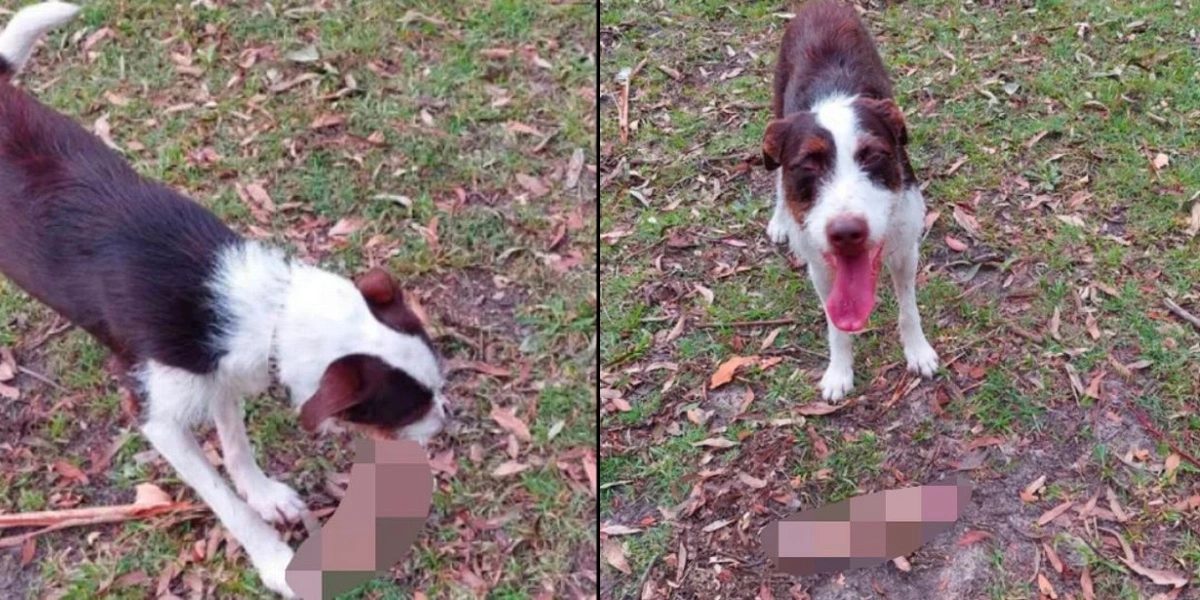Hundelufter lod hunden løbe frit i parken: Fik et chok, da hun så, hvad den havde i munden