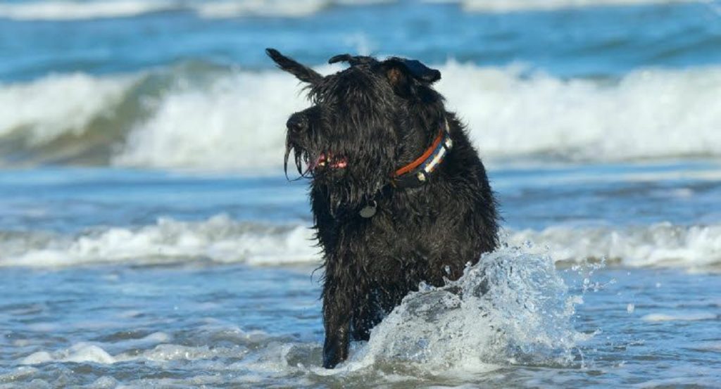 Snart må du igen slippe din hund løs på stranden: Her er 9 gode råd til at undgå uheld