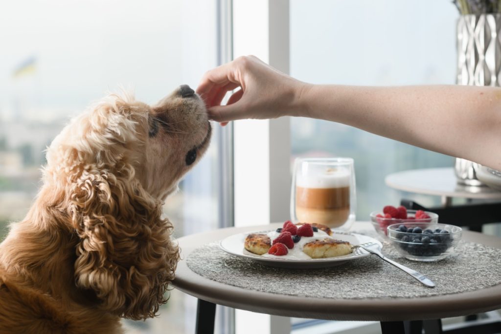 Undgå at forgifte hunden: Her er 13 former for menneskemad du ikke må fodre hunden