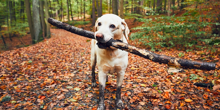 Advarsel til hundeejere: Det kan koste din hund livet