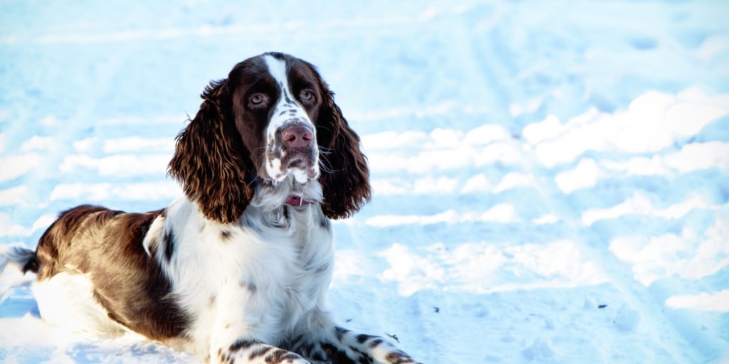 Bea forsvandt og overlevede 2 vintermåneder i det fri: Pludselig finder landmand hende i pigtrådhegn