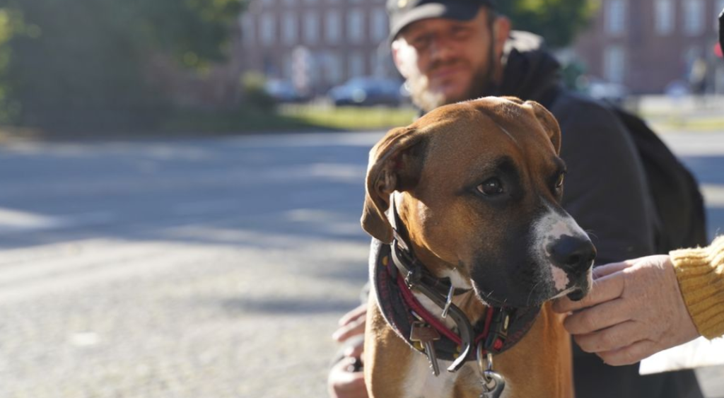 Glædeligt nyt til disse hundeejere: Får det gratis ved dyrlægen fra 2024