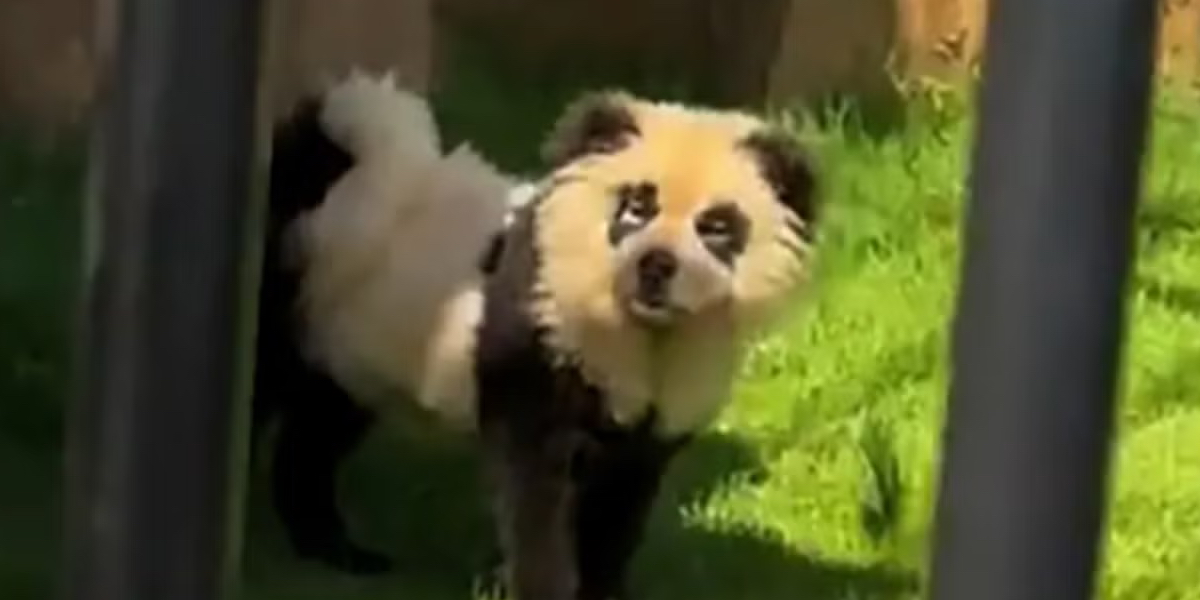 Zoologisk have indrømmer, at deres pandaer er ‘malede hunde’ efter kritik fra besøgende