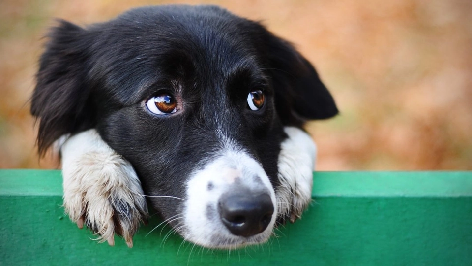 Studie med overraskende konklusion: Kram din hund inden du forlader den