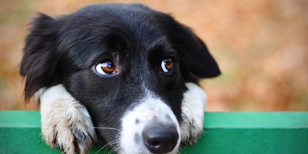 Tyve returnerer stjålen hund, da de opdager, at ejeren er et handicappet barn